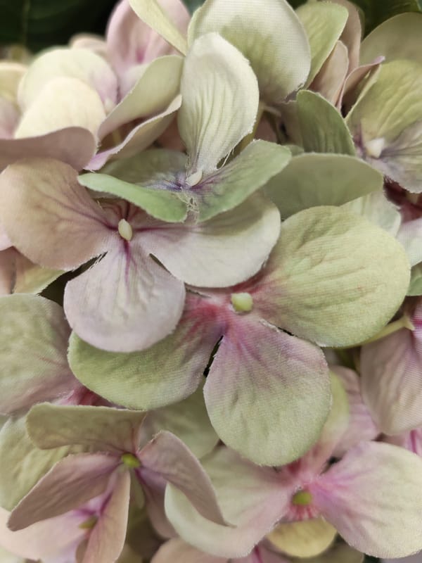 Witness documents flowers, plants, urban scenes during morning hours