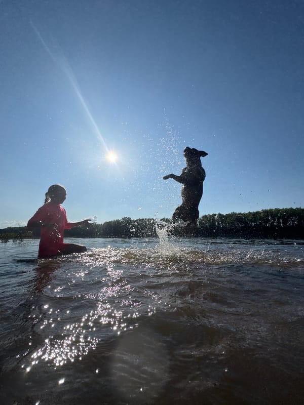 Dog leaps and splashes in sunlit water on a bright afternoon.