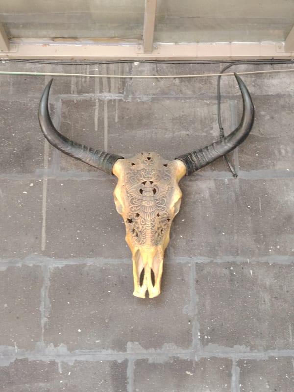Decorated bull skull and torta sandwiches observed in Yerevan