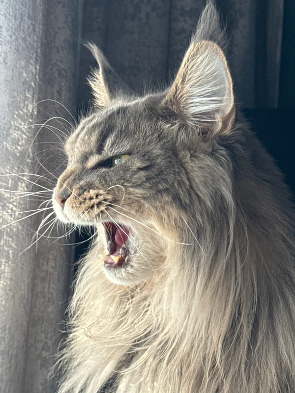 Maine Coon caught mid-yawn in a moody close-up shot