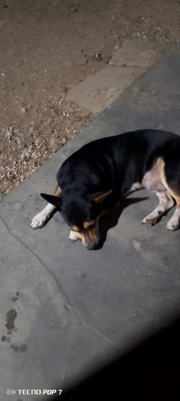 Nighttime street scenes with resting dog documented in Altagracia, Venezuela