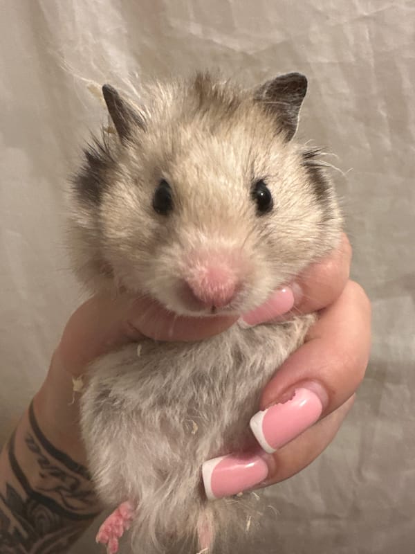 Tallinn resident documents evening moments with pets and personal items