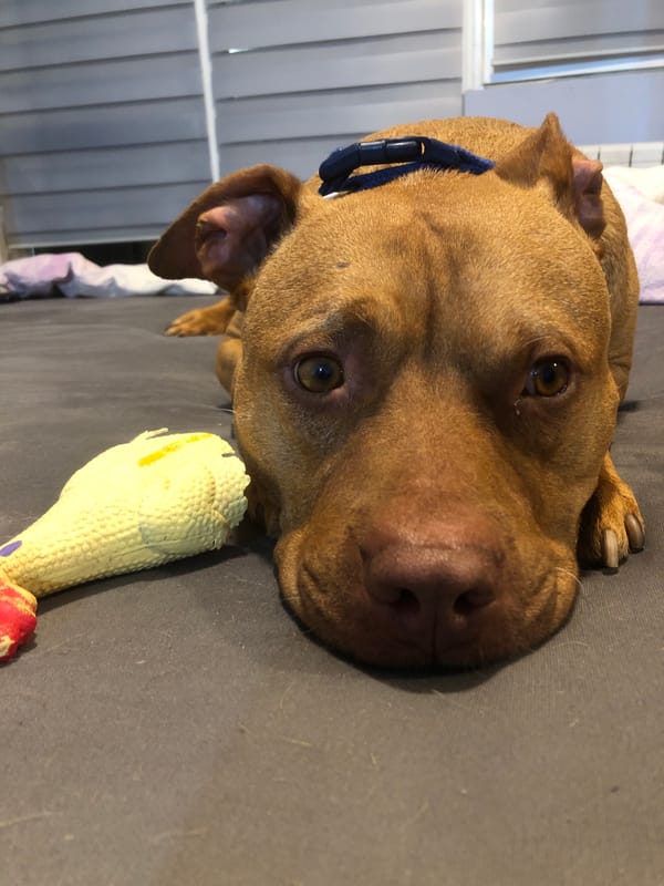 Dog rests with toy on bed in Sofia