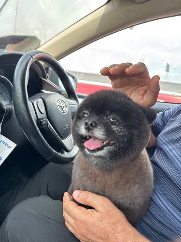 Small dog rides shotgun in a car in Wichit