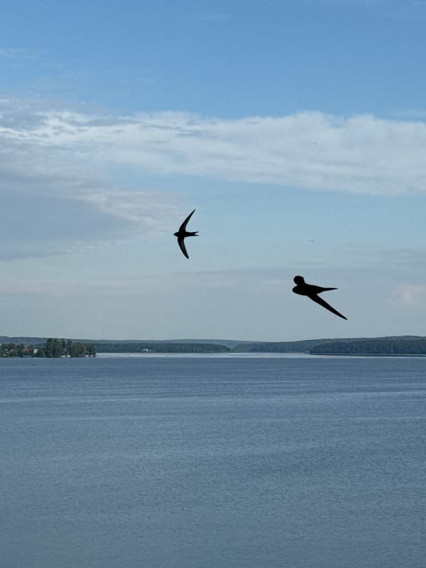 Swifts over the Votkinsk Reservoir on a calm summer morning