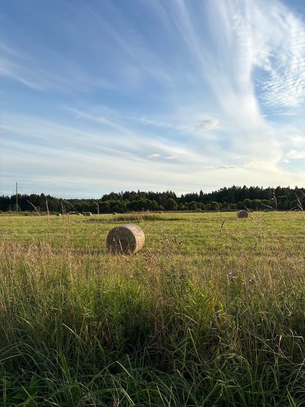 Round hay bales dot a Russian field on a summer afternoon