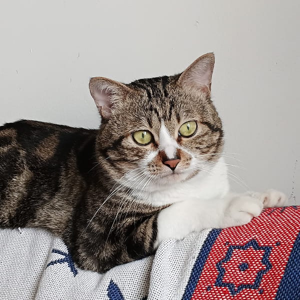 Tabby cat photographed in multiple poses in Shunde District