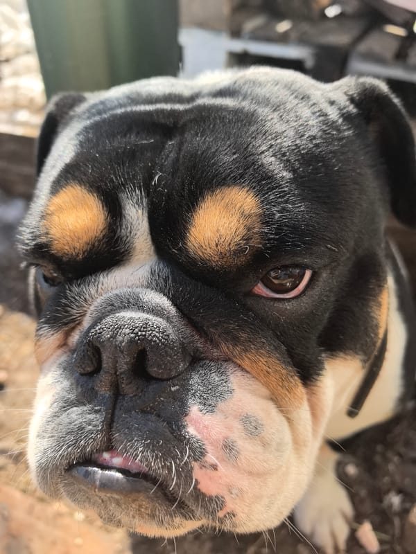 Bulldog spotted around Noviy, Russia during spring morning