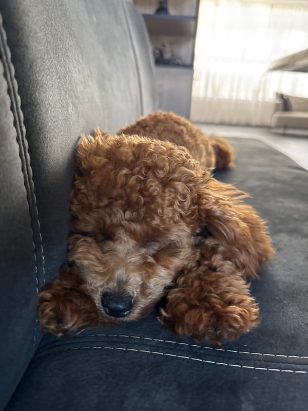 Poodle napping on a couch in Marum