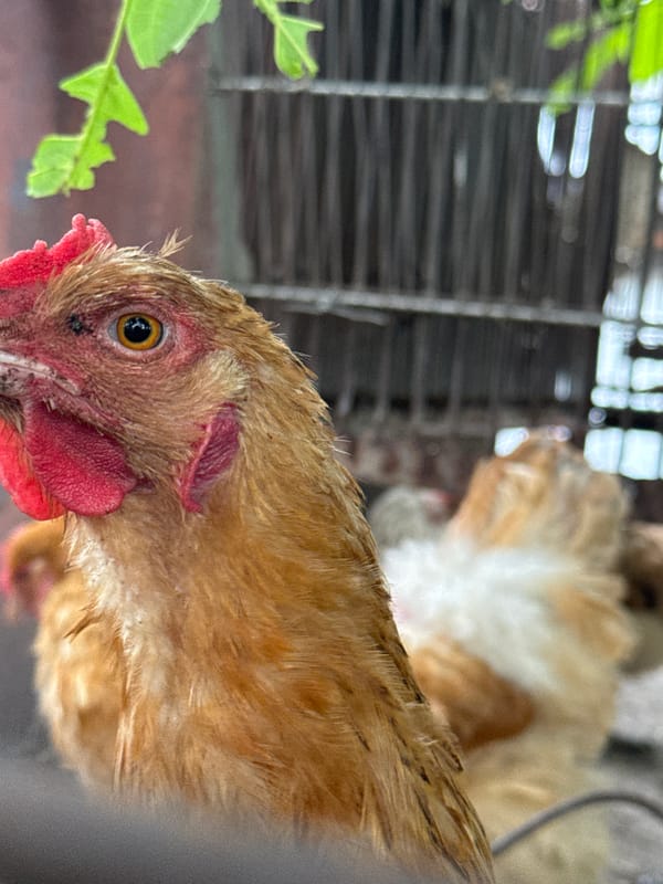 Chickens, greenhouse crops, and pheasant feathers in a Ukrainian backyard
