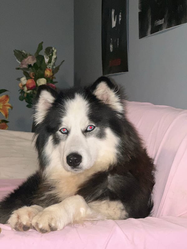 Husky dog relaxes on pink couch in Burgas home