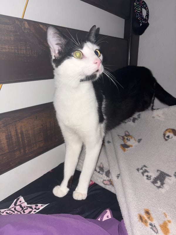 Black and white cat photographed indoors in Ciudad Guayana