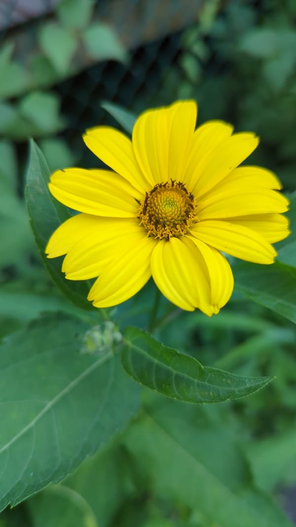 Close-up garden tour through flowering plants and sculpture in Montreal