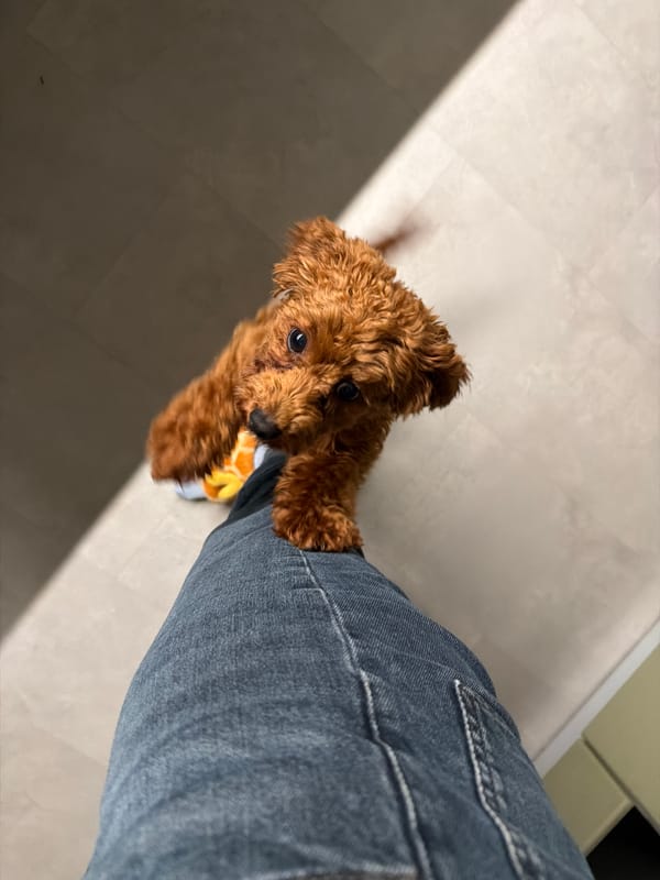 Toy poodle soaks up affection in a Sofia home