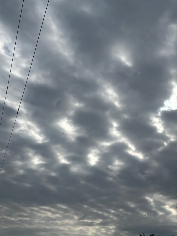 Dark overcast sky with cloud breaks above dense treetops