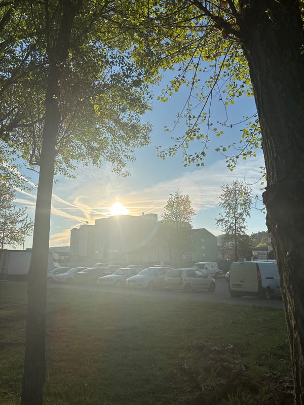 Morning walk through tree-lined park captured in Mirandela