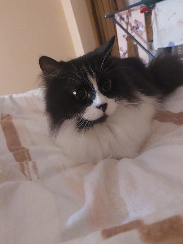 Cat rests on bedding in Plovdiv home
