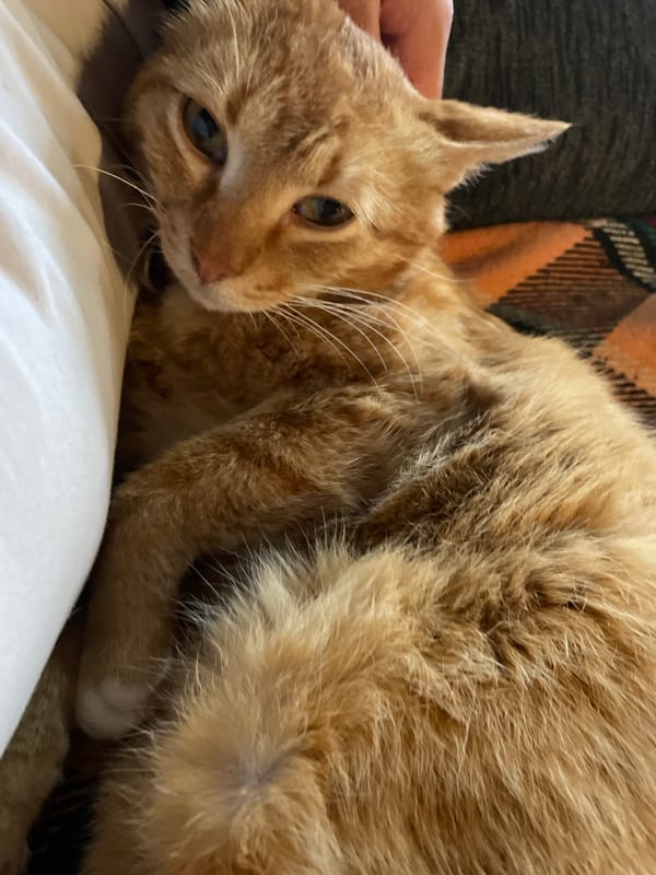 Orange tabby cat documented during afternoon rest in Zlatograd