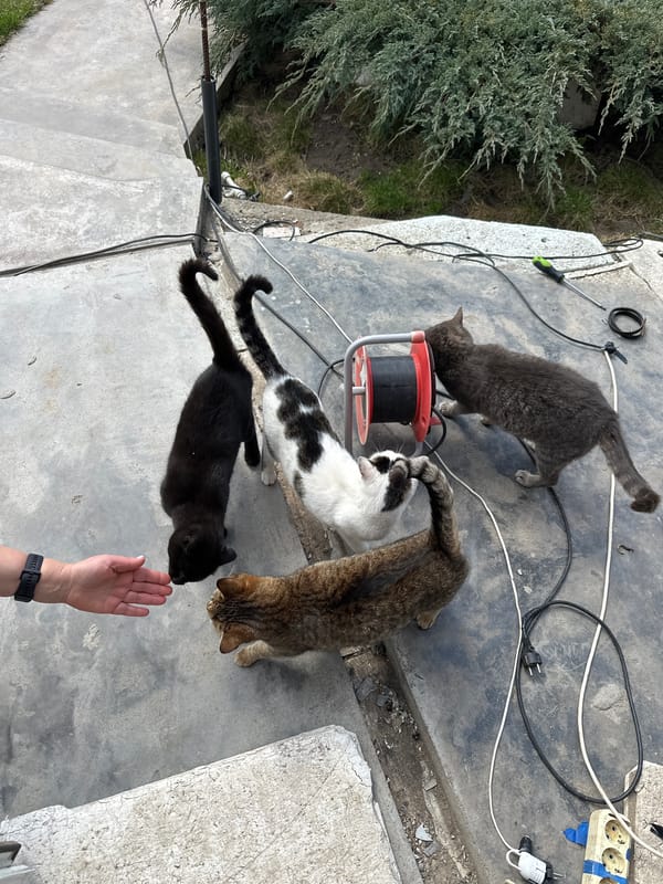 Four cats gather on concrete surface in Kursk