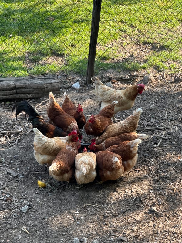Woman with stroller watches chickens feeding in Erba, Italy