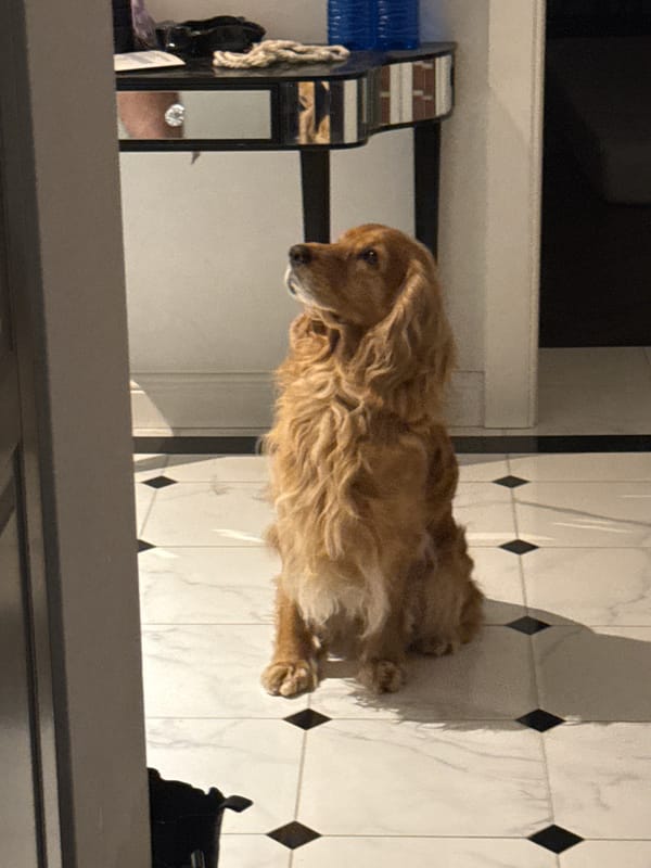Evening dog walk and sushi night in the city
