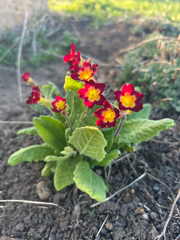Spring afternoon scenes documented in Noviy, Russia