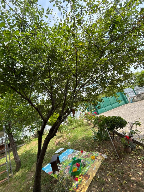 Family Life Documented in Gudauta Backyard Garden Setting