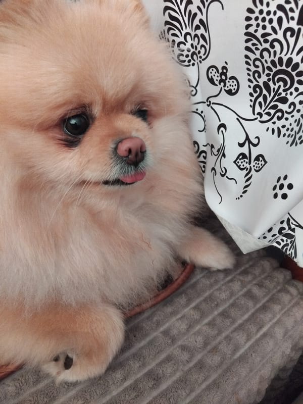 Pomeranian dog photographed resting indoors in Apriltsi, Bulgaria