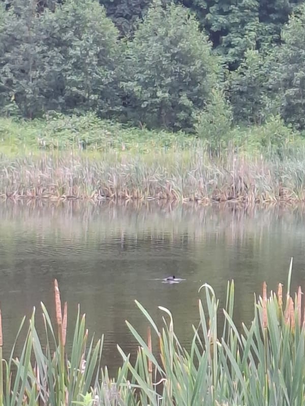 An evening nature walk along Scorton's ponds and River Wyre.