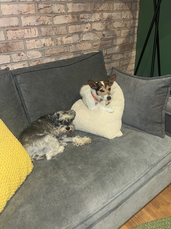 Jack Russell Terrier rests on couch in Mexico home
