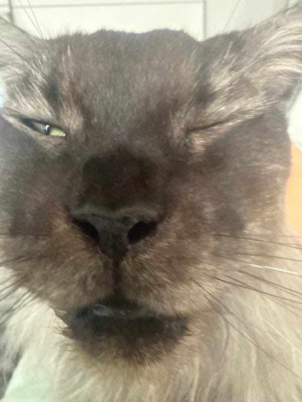 Cats photographed in close-up shots during morning hours