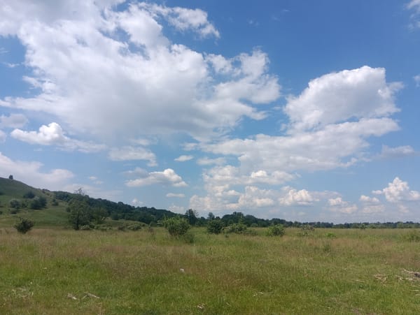 Sheep flock grazes peacefully in countryside meadows near water