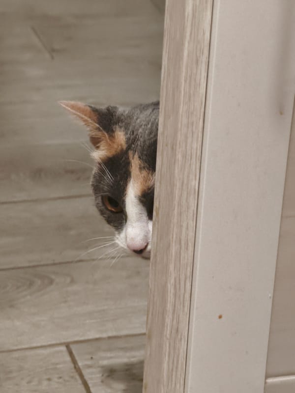 Calico cat explores a Sochi apartment, July 2026