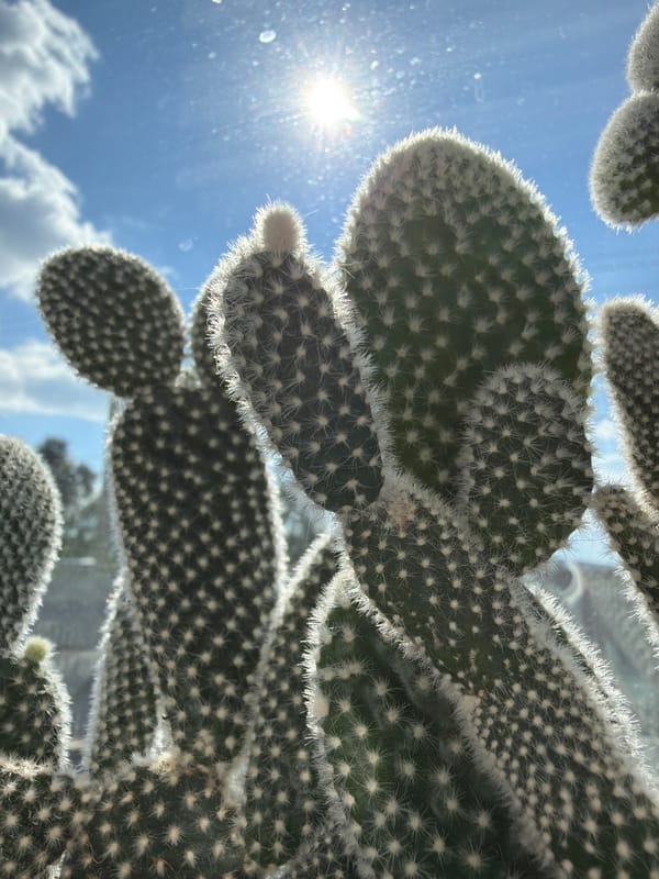 Cacti, daisies, and a cat obsessed with a plastic bag