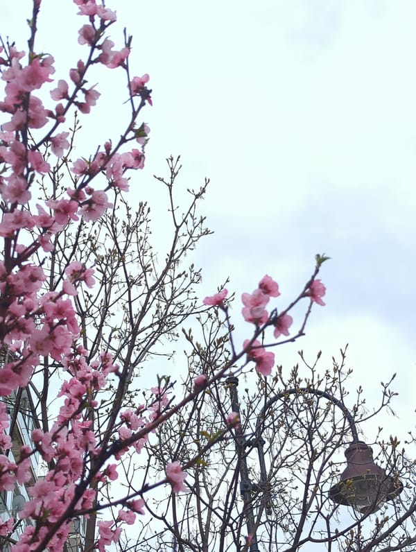 Spring blossoms and outdoor grilling captured in Razgrad, Bulgaria