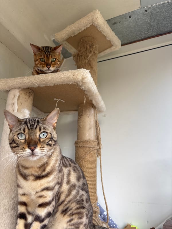 Bengal cats and a tabby at home in Noviy, Russia
