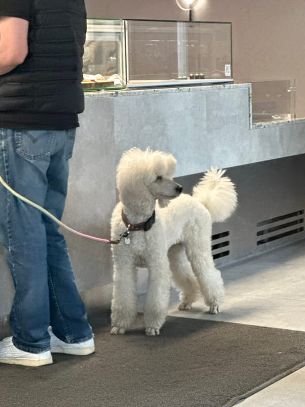 Early morning cafe visit with poodles in Kazan