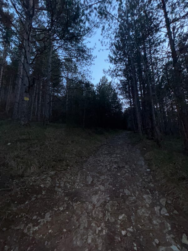 Twilight forest path photographed in Shumen, Bulgaria