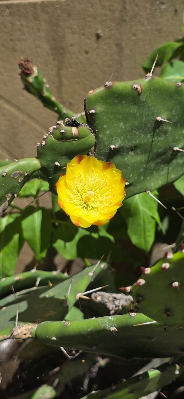 Sphynx cats, cacti, and a spider in a Baku courtyard