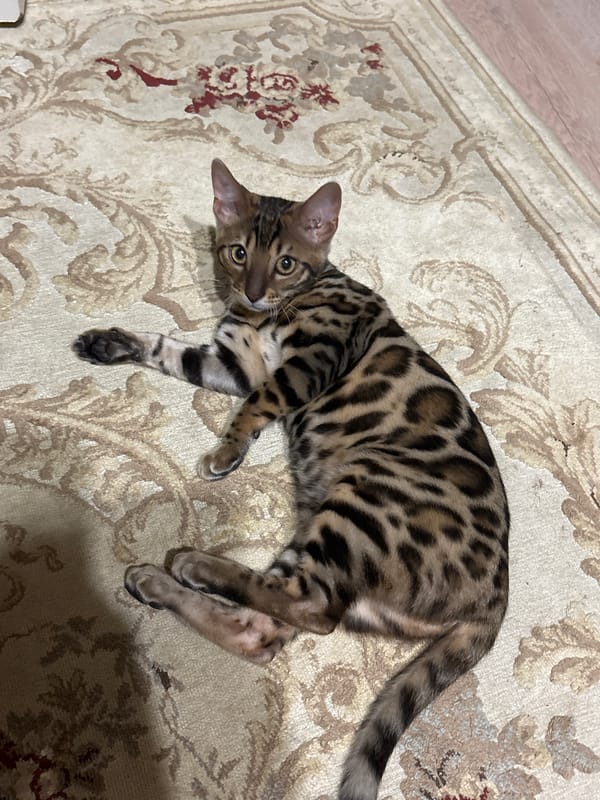 Bengal cat living its best life in a Klin apartment