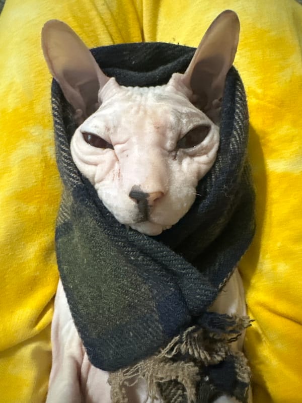Sphynx cat lounges, naps, and yawns at home in Togliatti