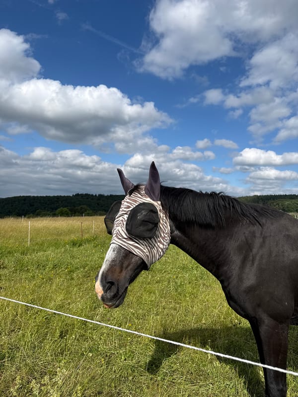 Family visit to horse pastures in Oberquembach, Germany