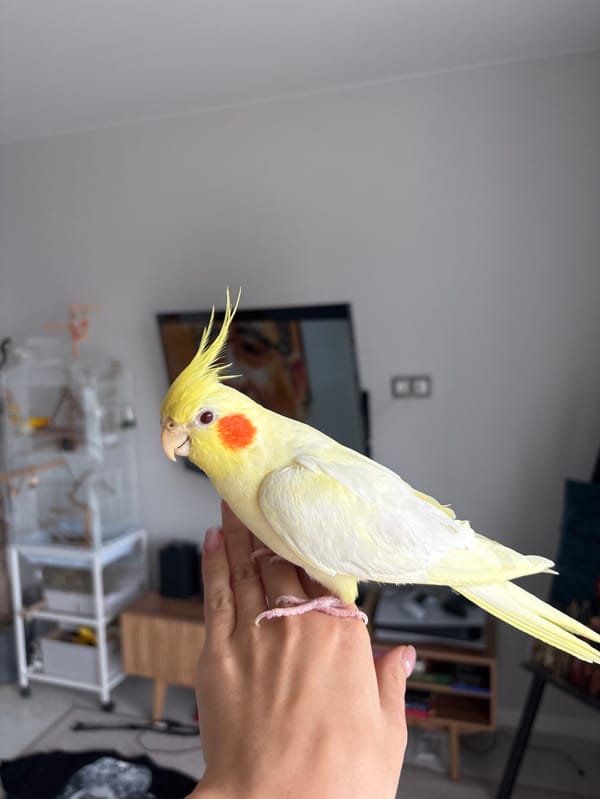 Pet cockatiel plays in artist's studio in Krasnoyarsk