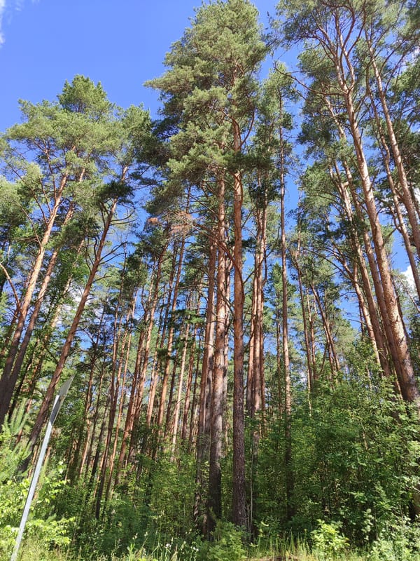 Sunny morning walk through pine forest to the waterfront