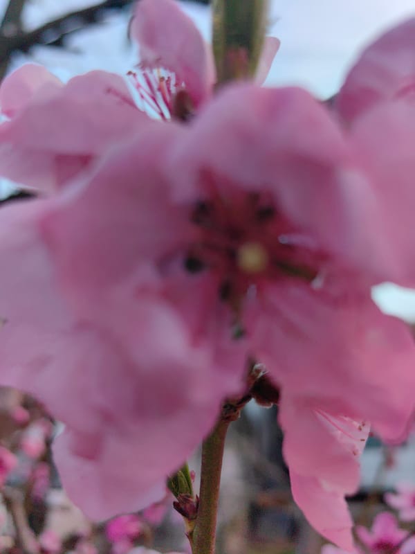 Spring afternoon captured in Slatina: blossoms and street musician