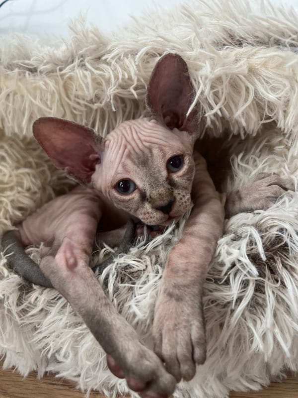 Sphynx kitten photographed resting in fluffy bed in Russia