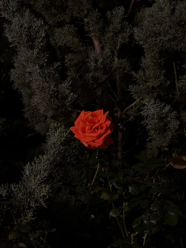 Evening botanical documentation captured in Sutomore, Montenegro