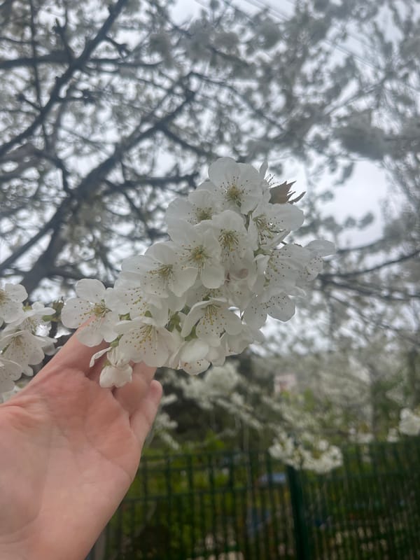 Spring blossoms, neon signs, arcade games observed in Sevastopol
