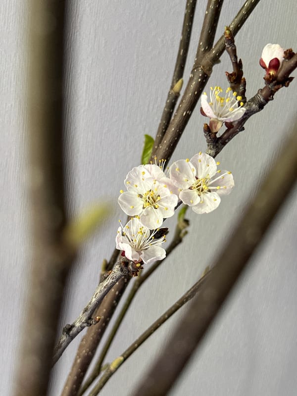Spring blossoms and cat captured in Kazan home
