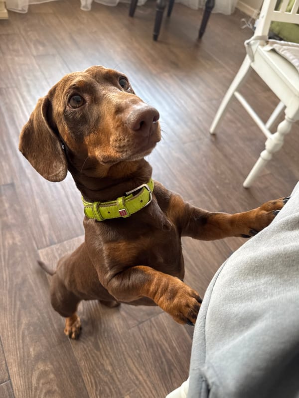 Dachshund in lime collar observed during morning playtime in Moscow